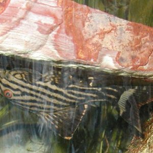 upside_down_panaque.jpg