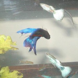 betta_acrobat.jpg