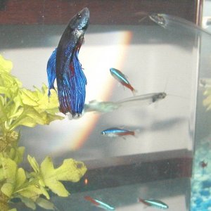 betta_winner.jpg