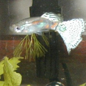 pretty_guppy.jpg
