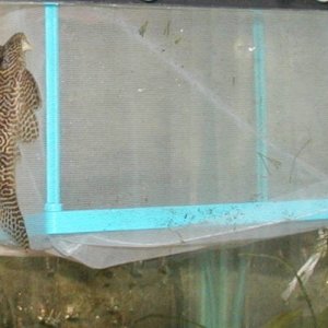 a_pleco_net.jpg