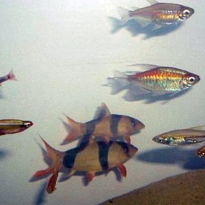 Clown_Loach_and_Congos.JPG
