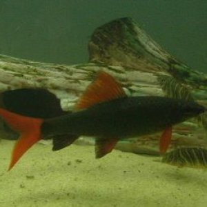Red_Finned_Shark.JPG