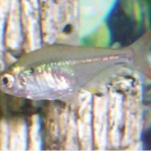 tetra.jpg