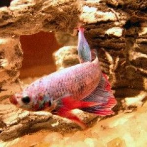marlin_small_4.jpg