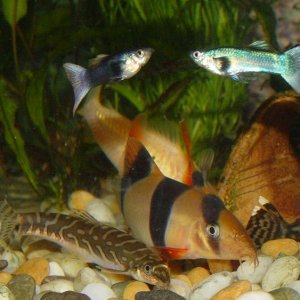 shrimp_pellets.jpg