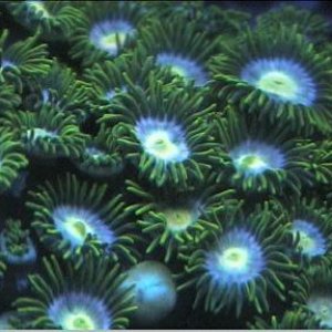reef1_280.jpg