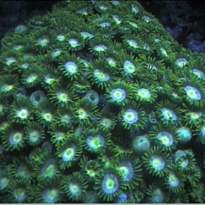 reef1_281.jpg