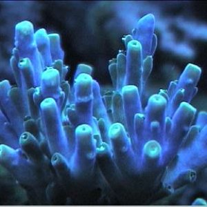 reef1_276.jpg