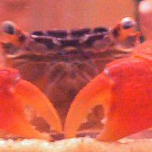 dawnscrab.jpg