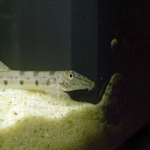 Close_up_of_Horsefaced_Loach.JPG