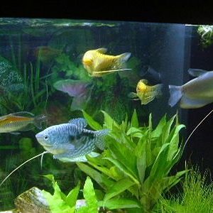 Gouramis.JPG