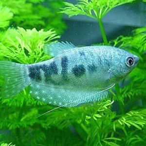 Marble_Gourami_7.JPG