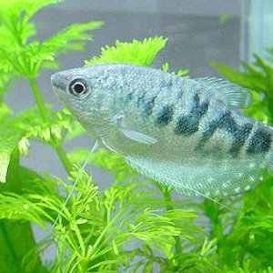 Marble_Gourami_3.JPG