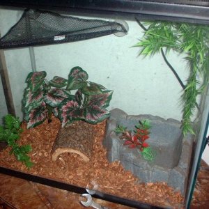frog_tank_b.JPG