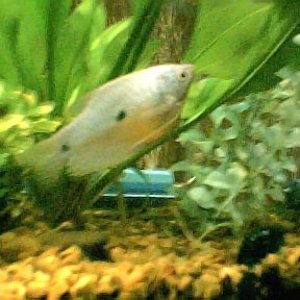 gourami_good_001.jpg