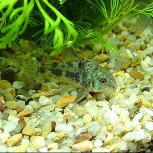 Peppered_Cory.jpg