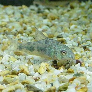 Peppered_Cory_3.JPG