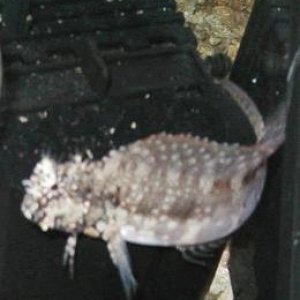 blenny_4.jpg