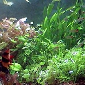 rummyloach1.jpg