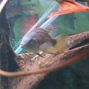Male_Chromidotilapia_finleyi.jpg