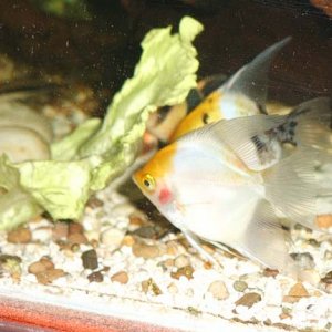 Angels_Want_to_be_Loaches_.jpg