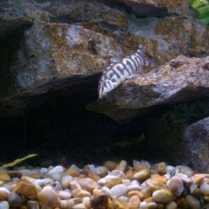finned_friends3_053.jpg