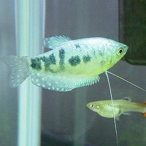 Marble_Gourami_5.JPG