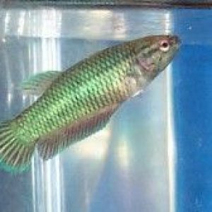bluegirlbetta.jpg
