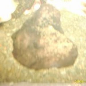 severum_eggs.JPG
