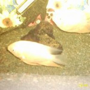 severum_daddy.JPG