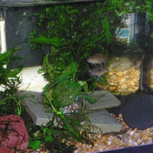 BRYAN_FAMILY_pets_049.jpg