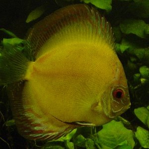 yellow_discus_female.JPG