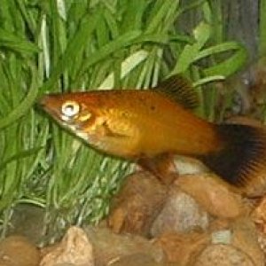 Swordtail.JPG