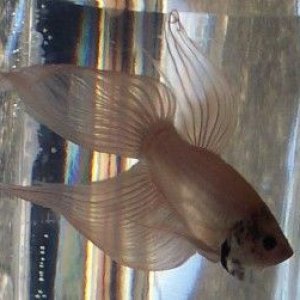 new_white_betta_boy_flare_2.jpg