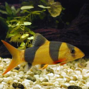 Clown_Loach_4a.jpg