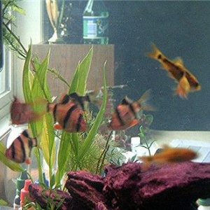 fishpics_052.jpg