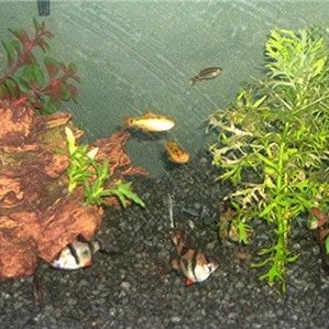 fishpics3_002.jpg