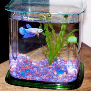 1gallon_femalebetta_2.jpg