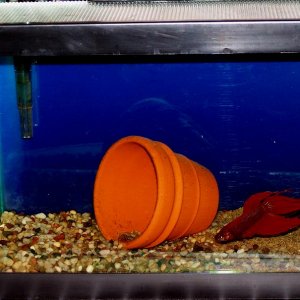 Frank_the_betta_march20.jpg