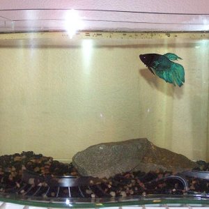 walter_march20.jpg
