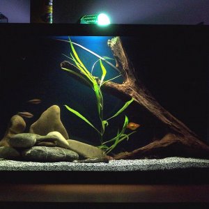 10gallon_march20.jpg