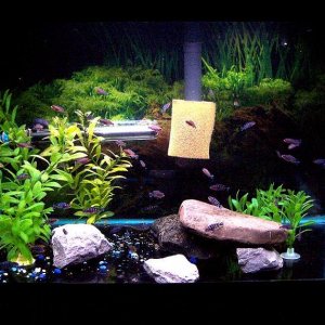 top20gallon_march20.jpg