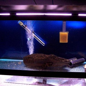 bottom33gallon_march20.jpg