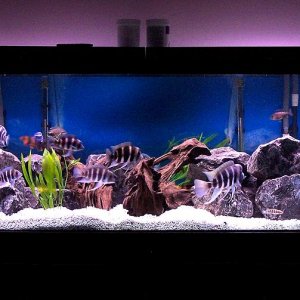 180gallon_march20_2.jpg
