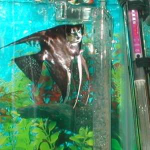 Angelfish_3.jpg