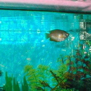 Female_Dwarf_Gourami_4.jpg