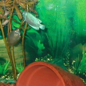 Male__Female_Dwarf_Gourami.jpg