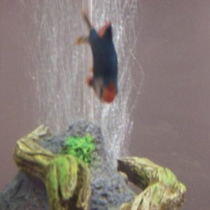 fish_005.jpg