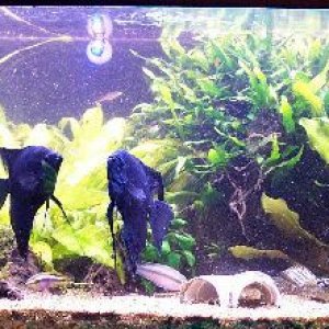 cichlid_sm.jpg